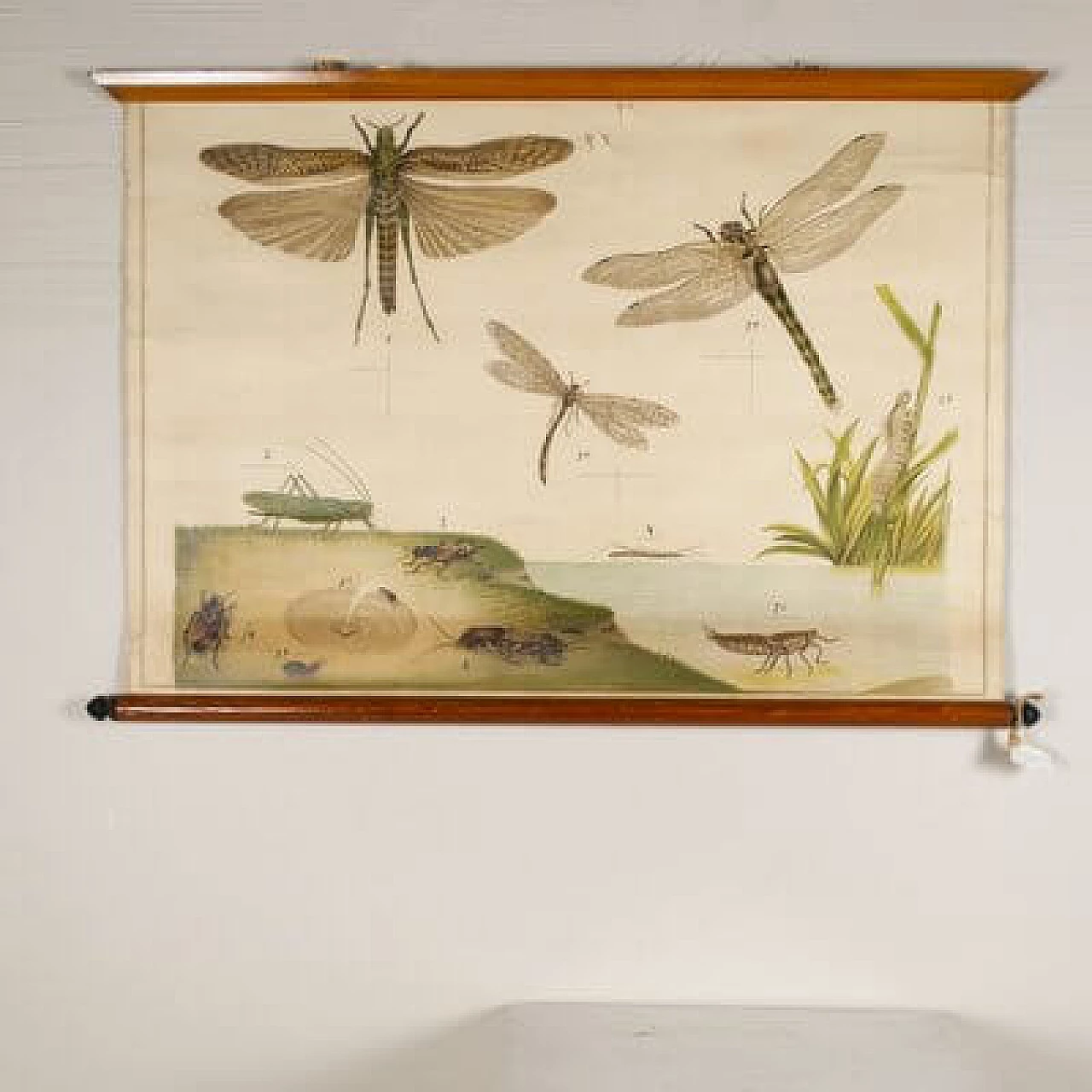 Insects, canvas print by Antonio Vallardi Editore, 1960s 5