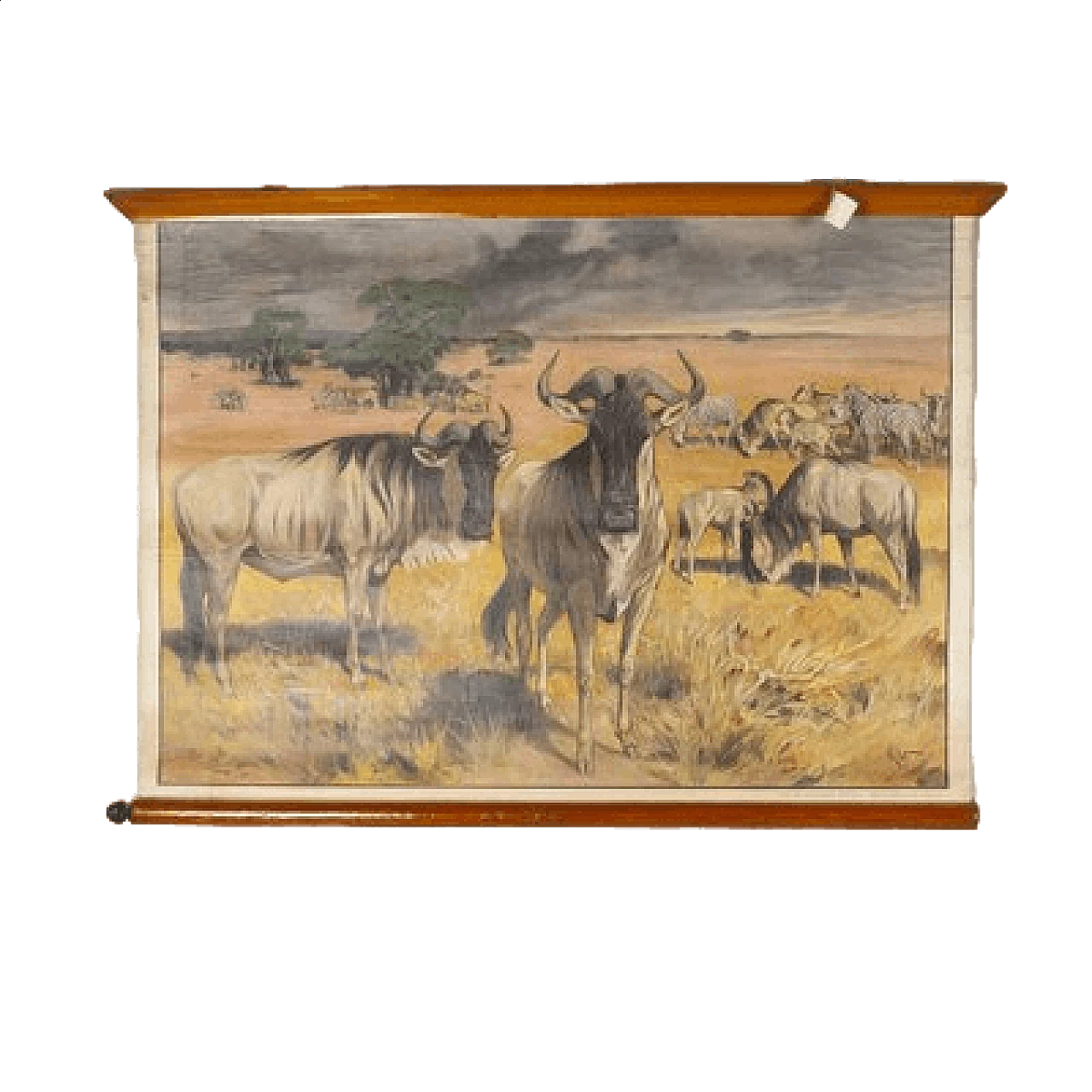 Gnus, canvas print by Antonio Vallardi Editore, 1960s 6