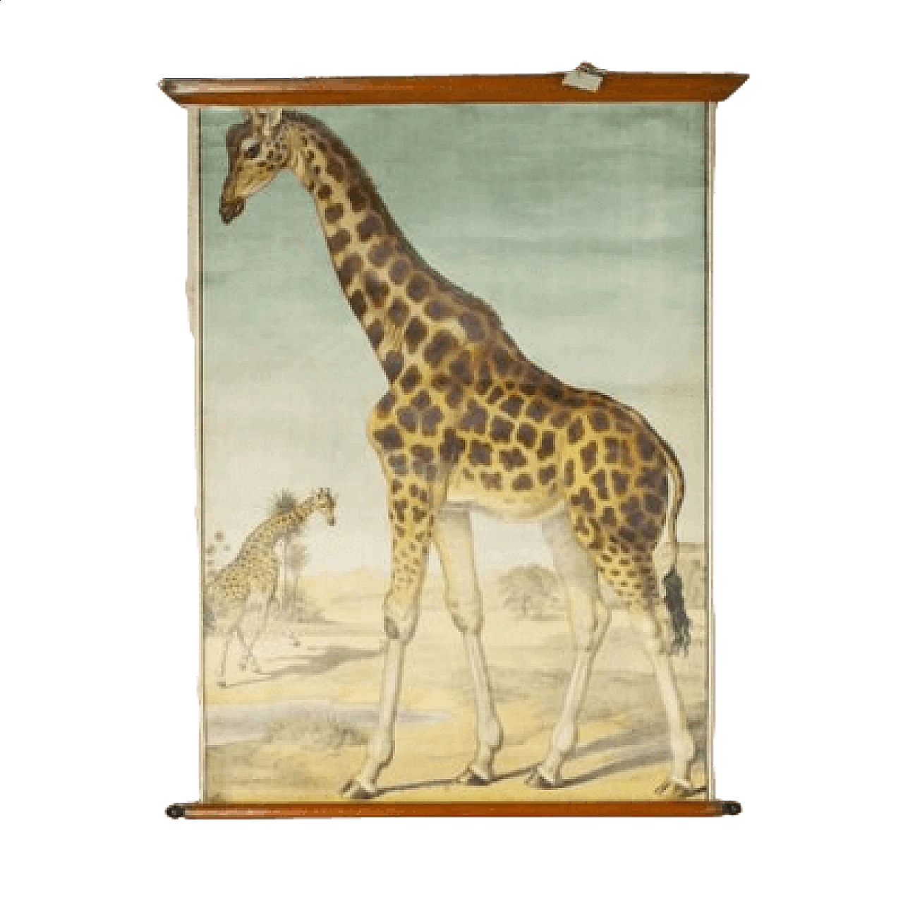 Giraffe, stampa su tela di Antonio Vallardi Editore, anni '60 5