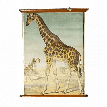 Giraffe, stampa su tela di Antonio Vallardi Editore, anni '60