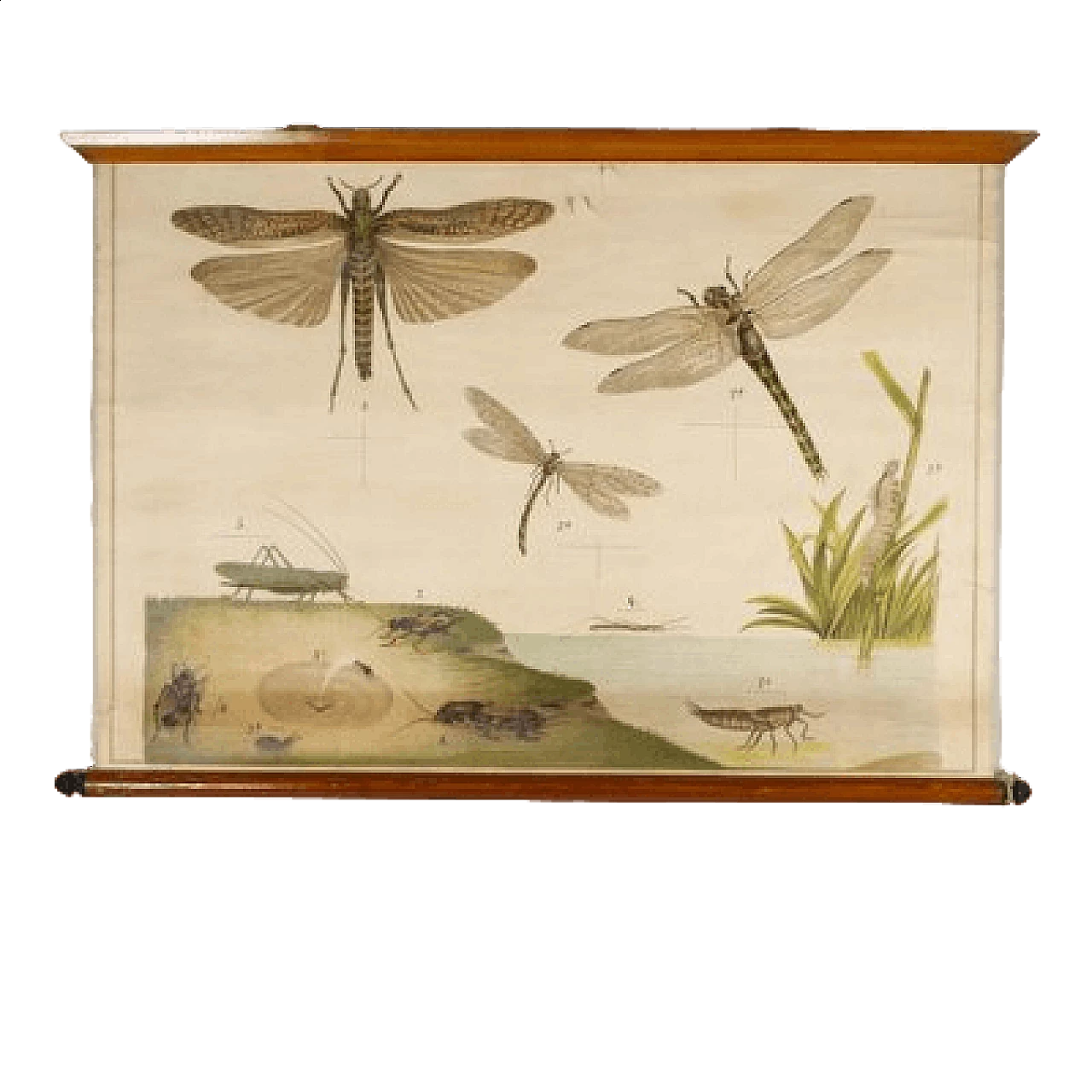 Insects, canvas print by Antonio Vallardi Editore, 1960s 6