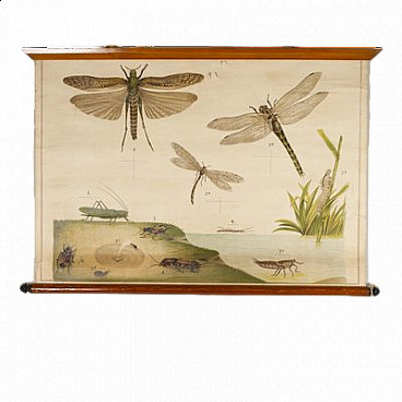 Insects, canvas print by Antonio Vallardi Editore, 1960s