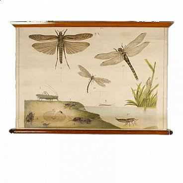Insects, canvas print by Antonio Vallardi Editore, 1960s