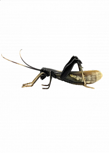 Horn grasshopper sculpture, 1960s