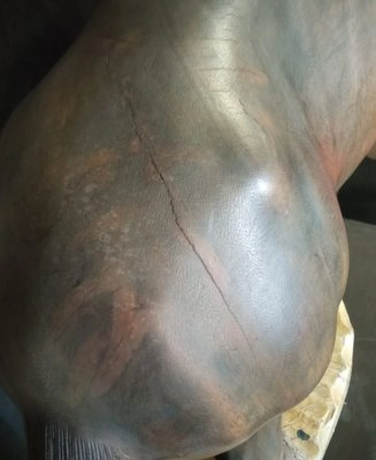 Scultura di cavallo in noce, anni '20 9