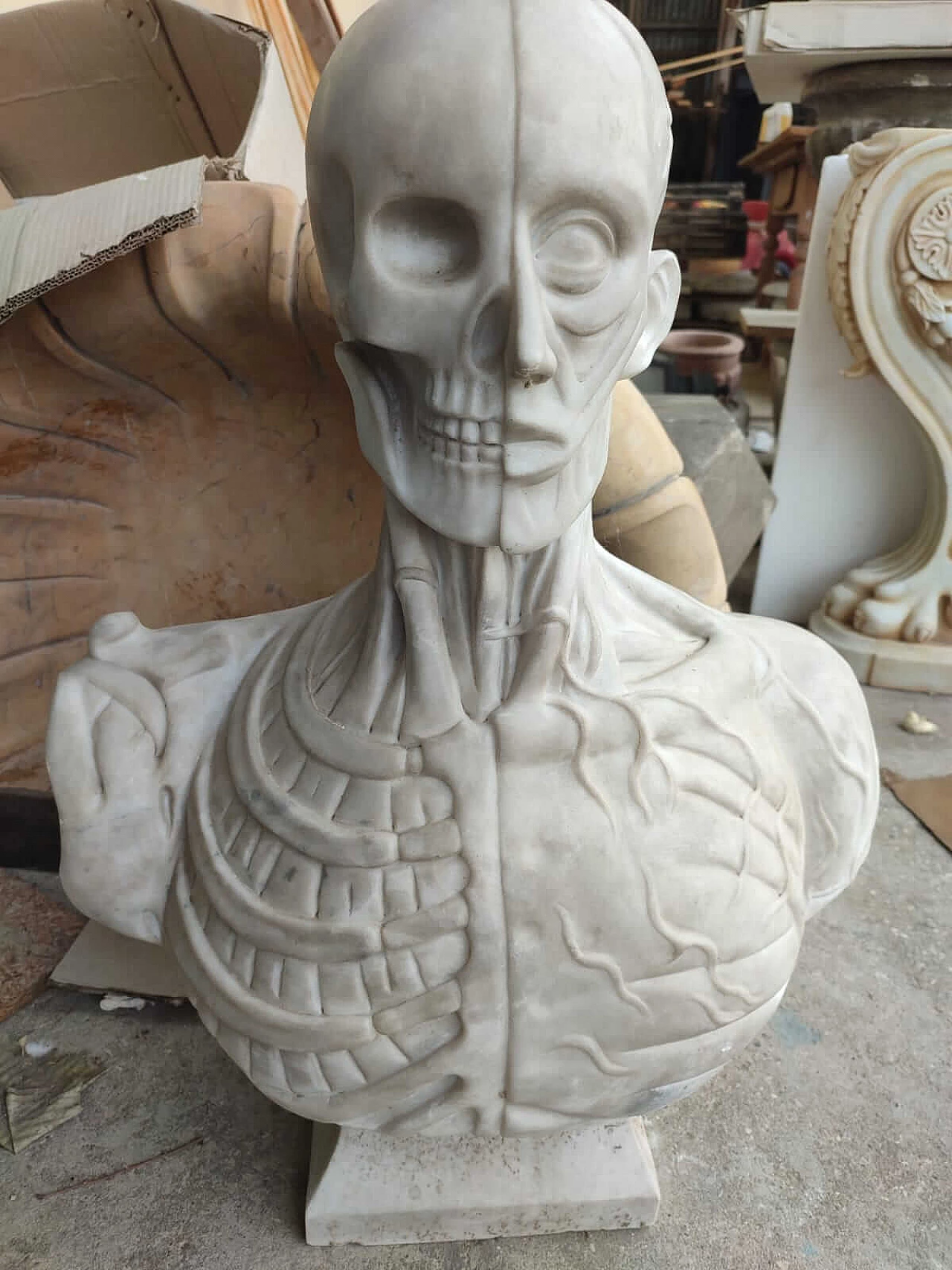 Mezzo busto anatomico in marmo bianco statuario 2
