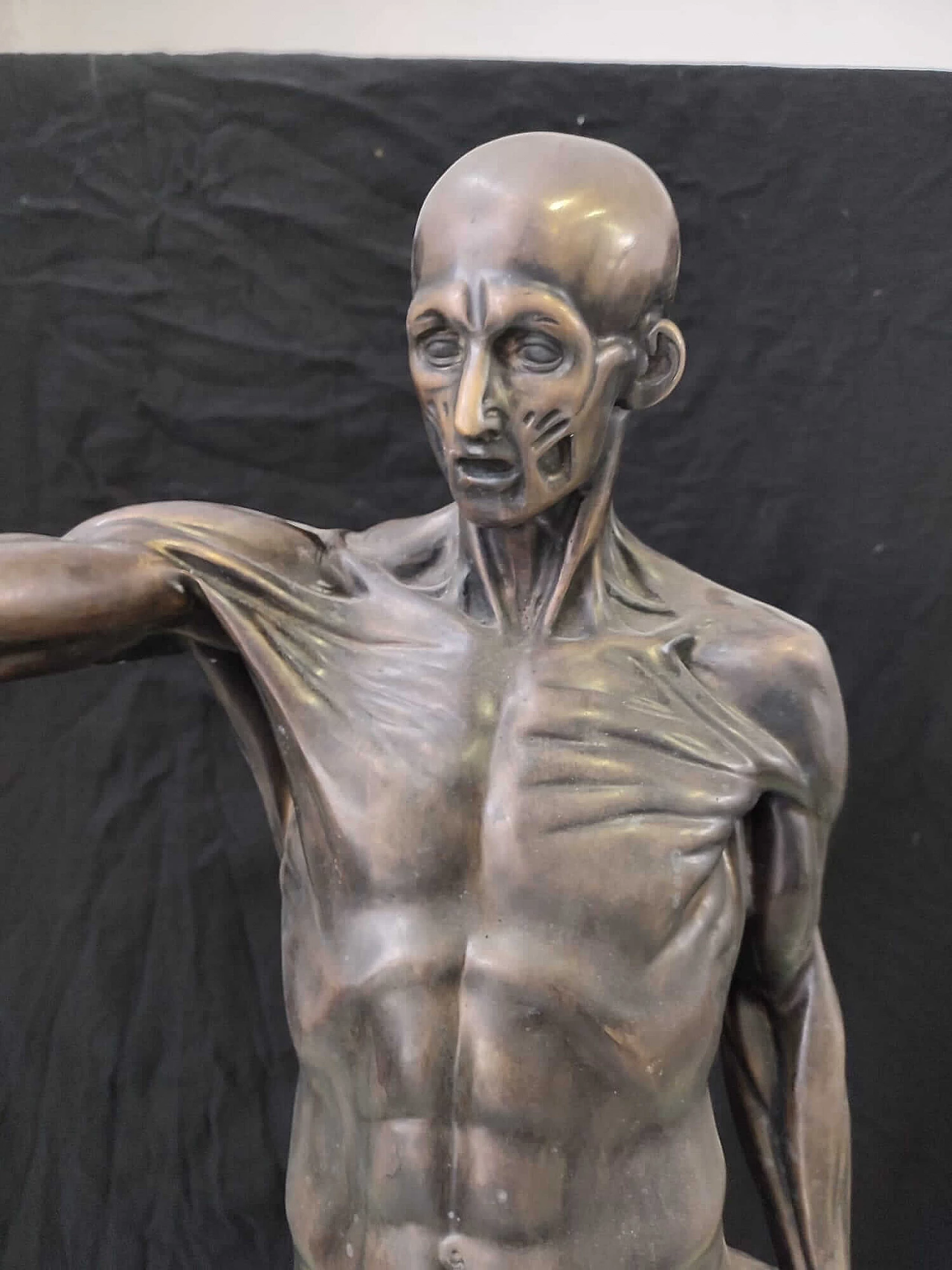 Scultura anatomica in bronzo anatomica, anni '2000 3