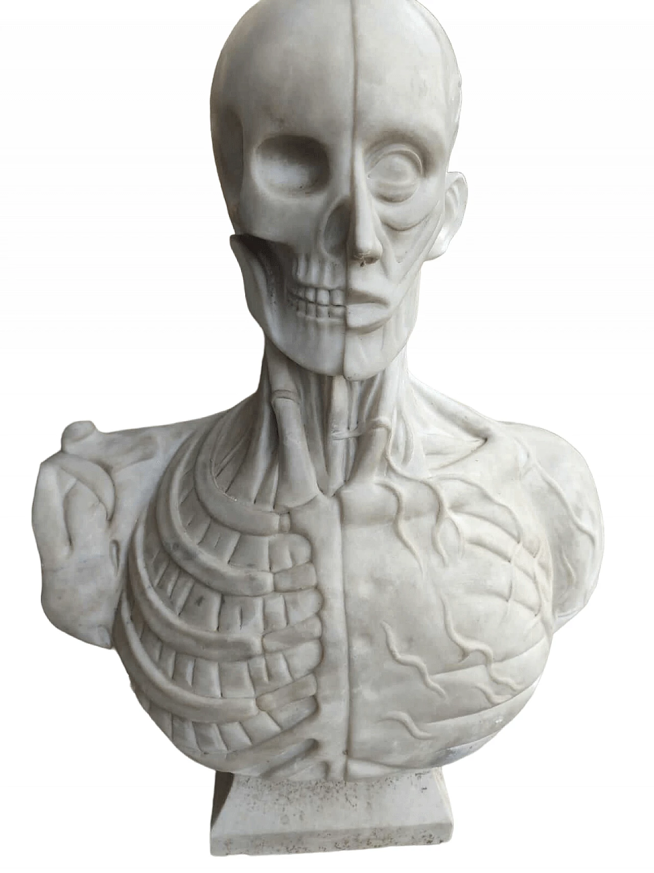 Mezzo busto anatomico in marmo bianco statuario 4