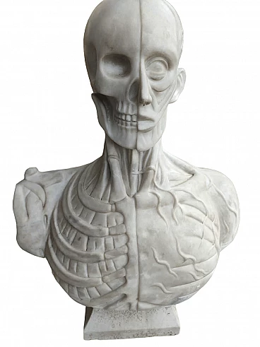 White statuary marble anatomical half-bust