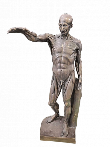 Anatomical bronze sculpture, 2000s