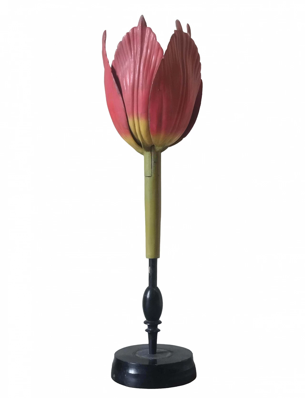 Modello botanico Tulip Generiana di Robert Brendel & Co., anni '60 1