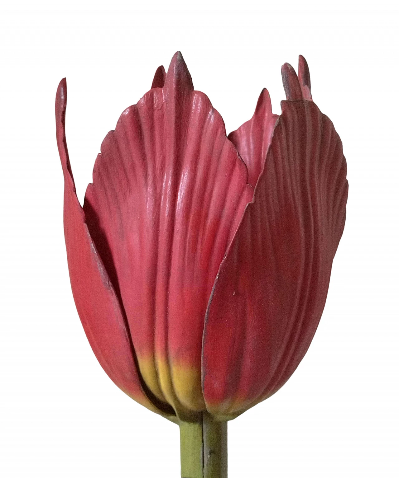 Modello botanico Tulip Generiana di Robert Brendel & Co., anni '60 3