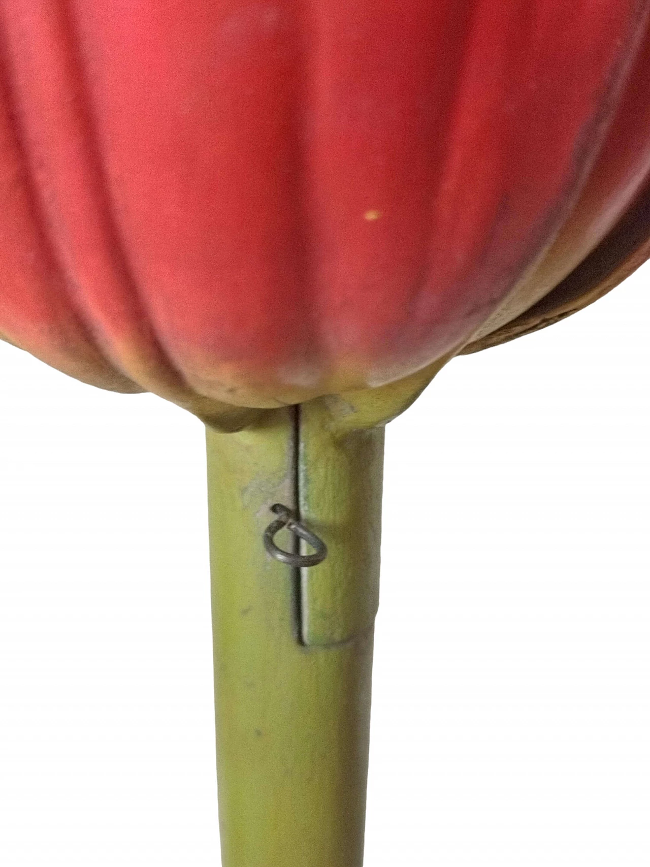 Modello botanico Tulip Generiana di Robert Brendel & Co., anni '60 5