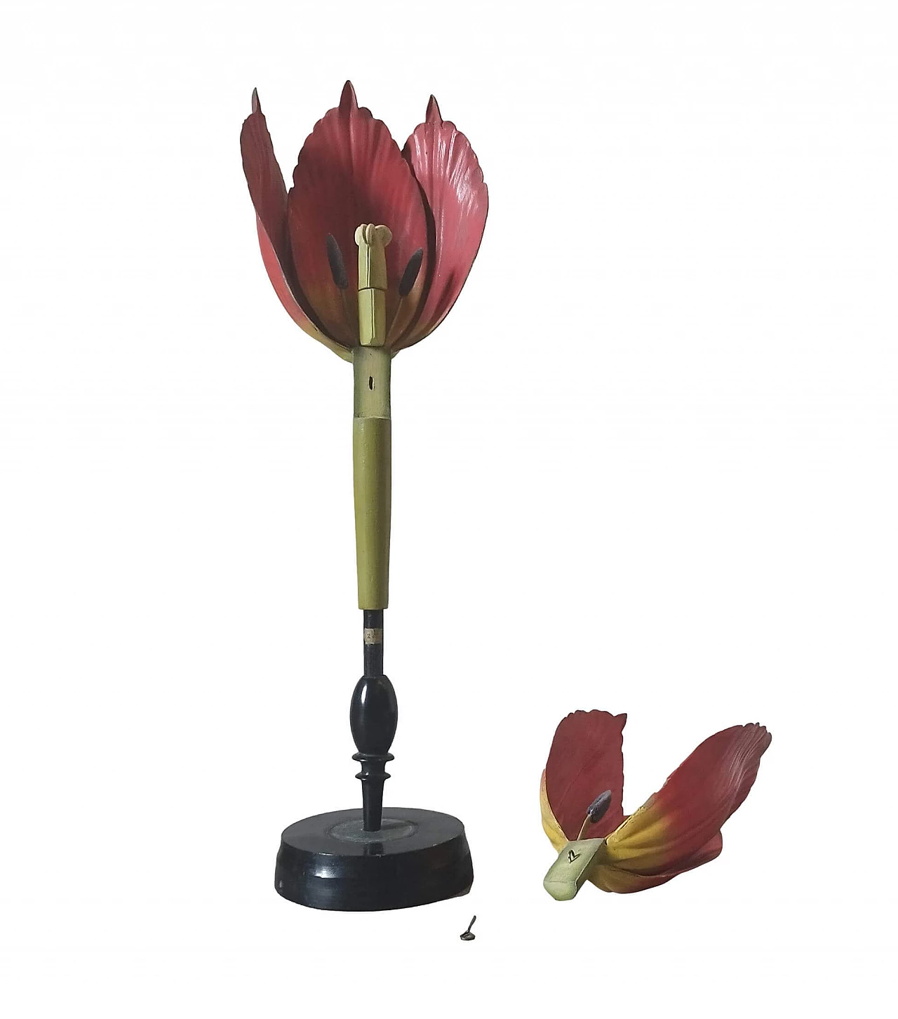 Modello botanico Tulip Generiana di Robert Brendel & Co., anni '60 6