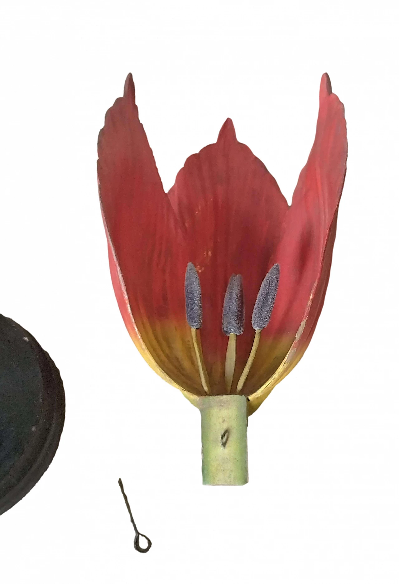 Modello botanico Tulip Generiana di Robert Brendel & Co., anni '60 8