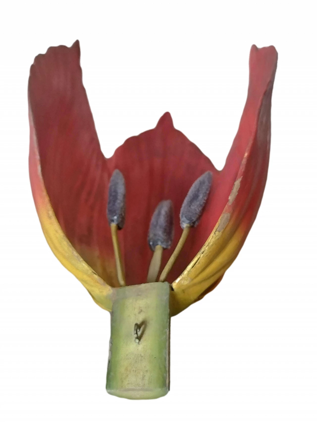Modello botanico Tulip Generiana di Robert Brendel & Co., anni '60 9