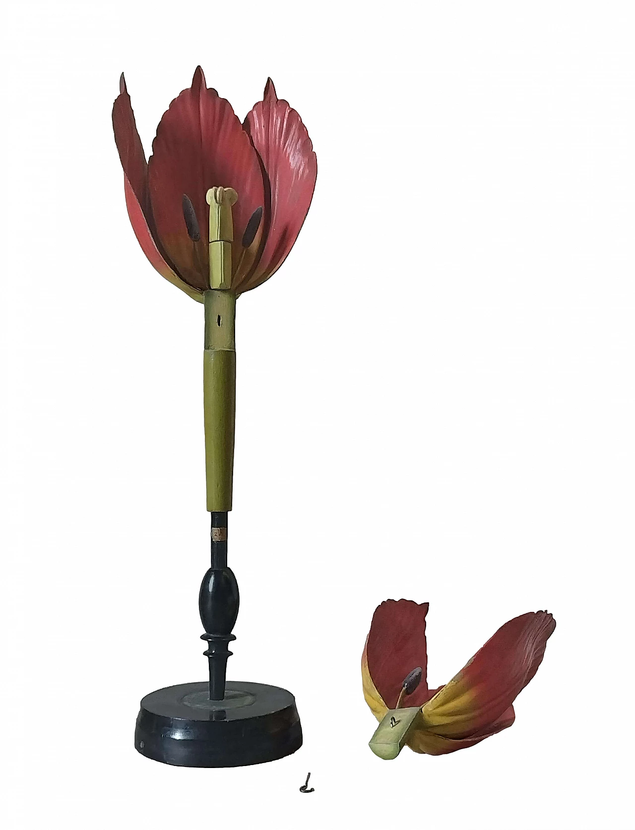 Modello botanico Tulip Generiana di Robert Brendel & Co., anni '60 10