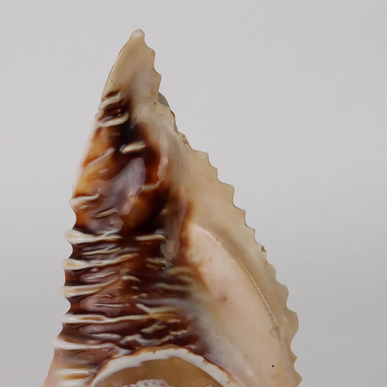 Lampada da tavolo con conchiglia incisa a cammeo, inizio '900 4