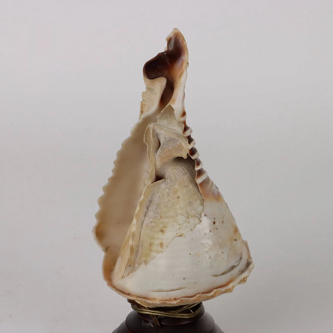 Lampada da tavolo con conchiglia incisa a cammeo, inizio '900 6