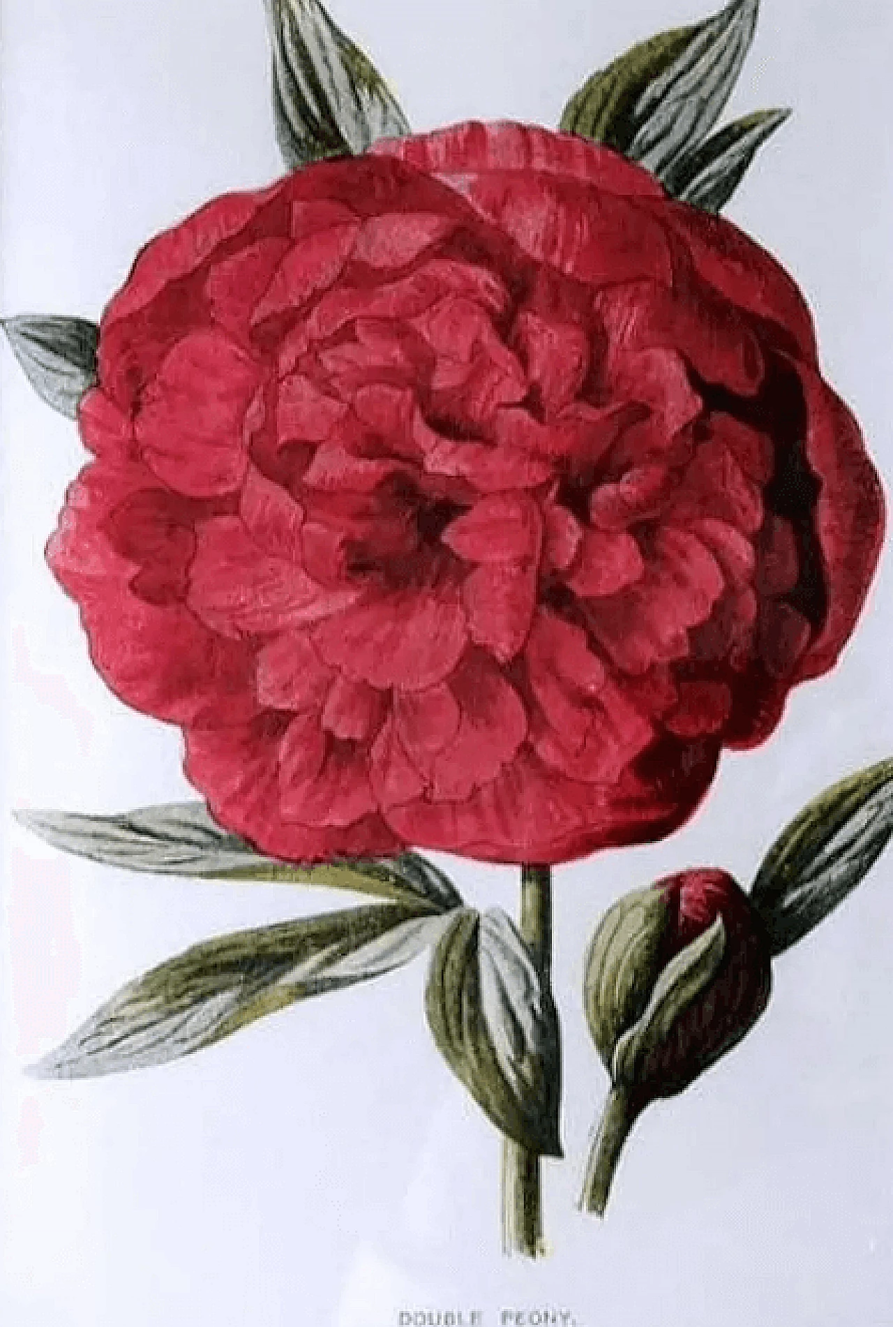 Cornice a specchio con stampe cromolitografiche inglesi con fiori, inizio '900 7