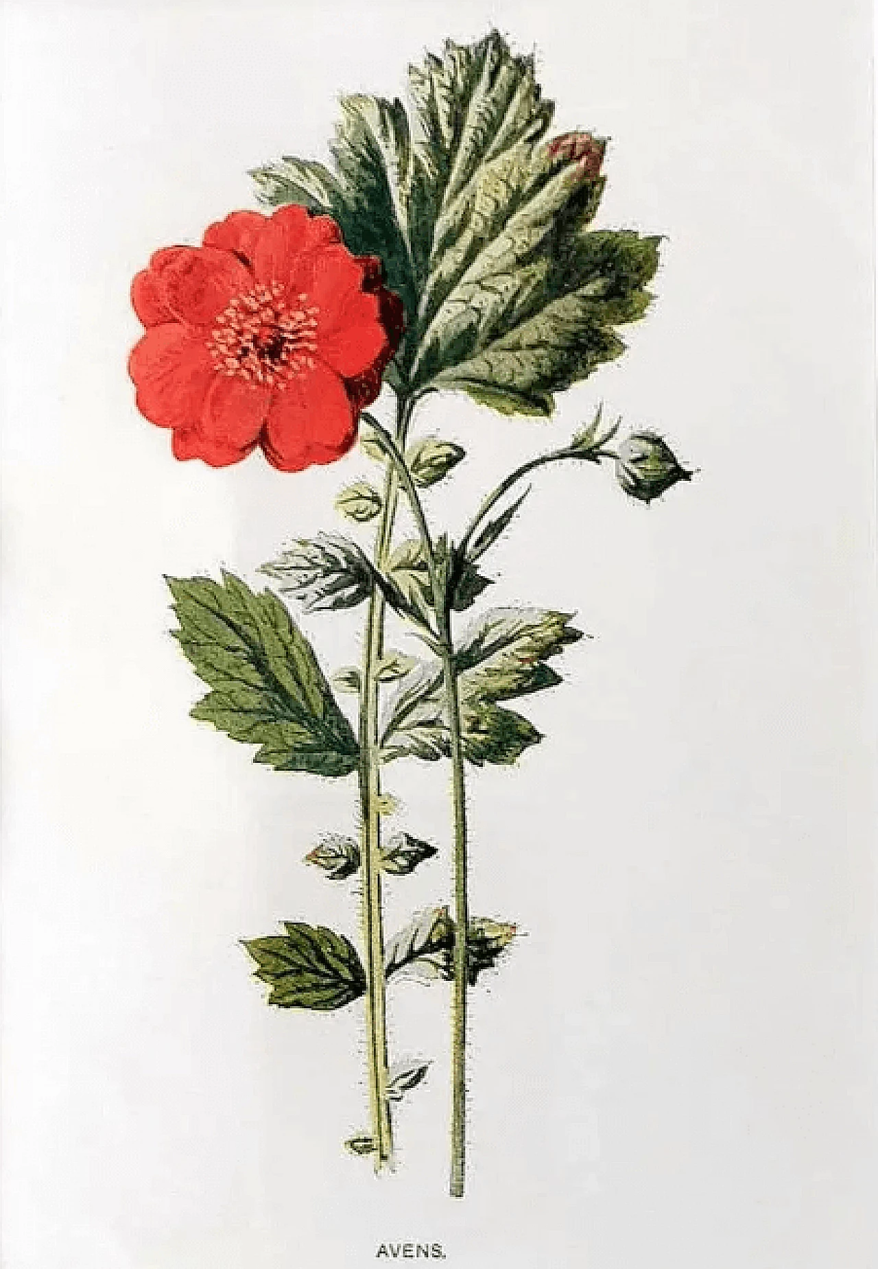 Cornice a specchio con stampe cromolitografiche inglesi con fiori, inizio '900 9