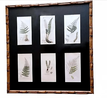 Faux bamboo frame with six English botanical prints by James Sowerby, 19th century