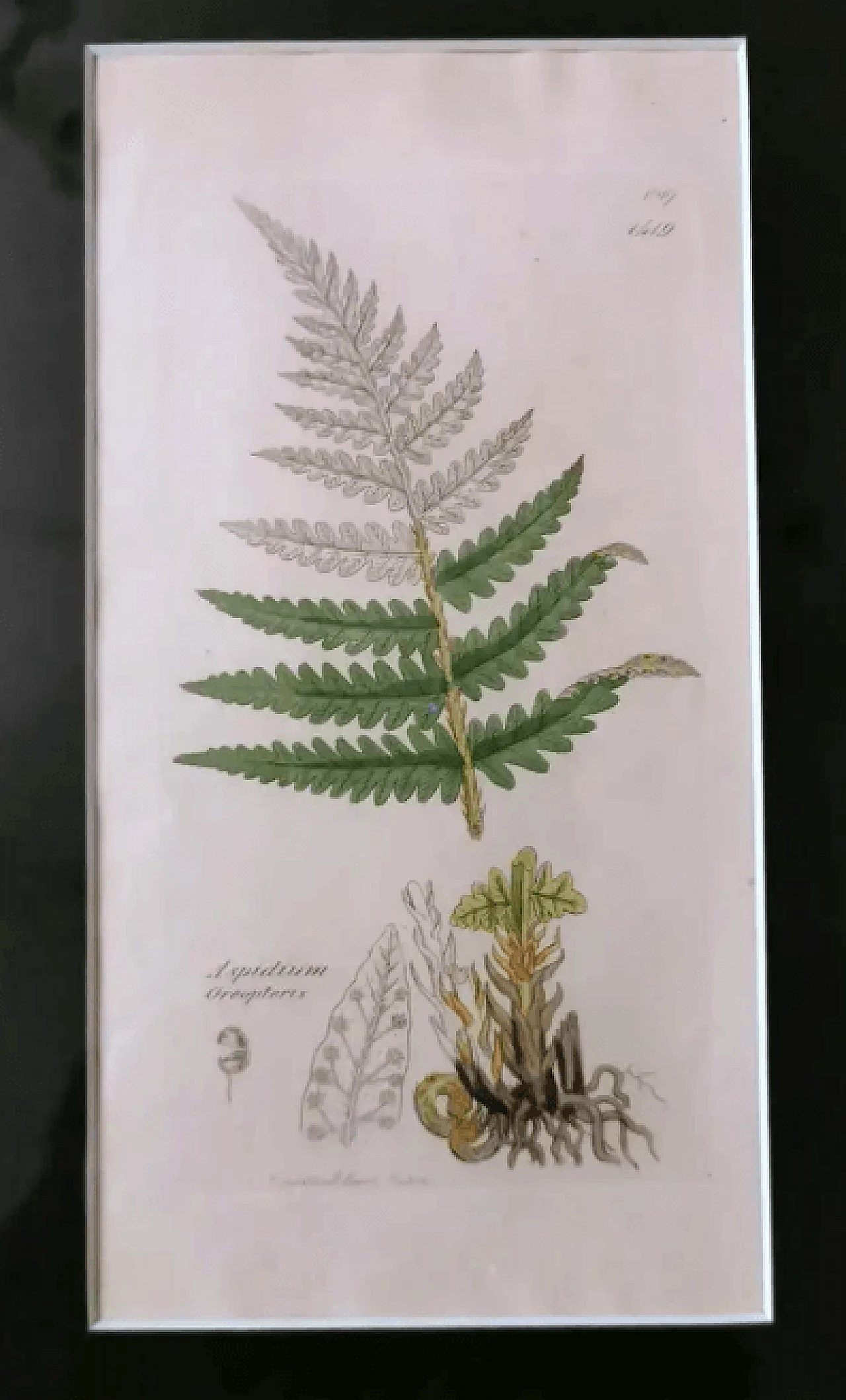 Cornice in finto bambù con sei stampe botaniche inglesi di James Sowerby, '800 3