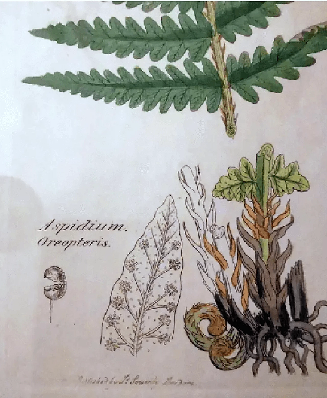 Cornice in finto bambù con sei stampe botaniche inglesi di James Sowerby, '800 4