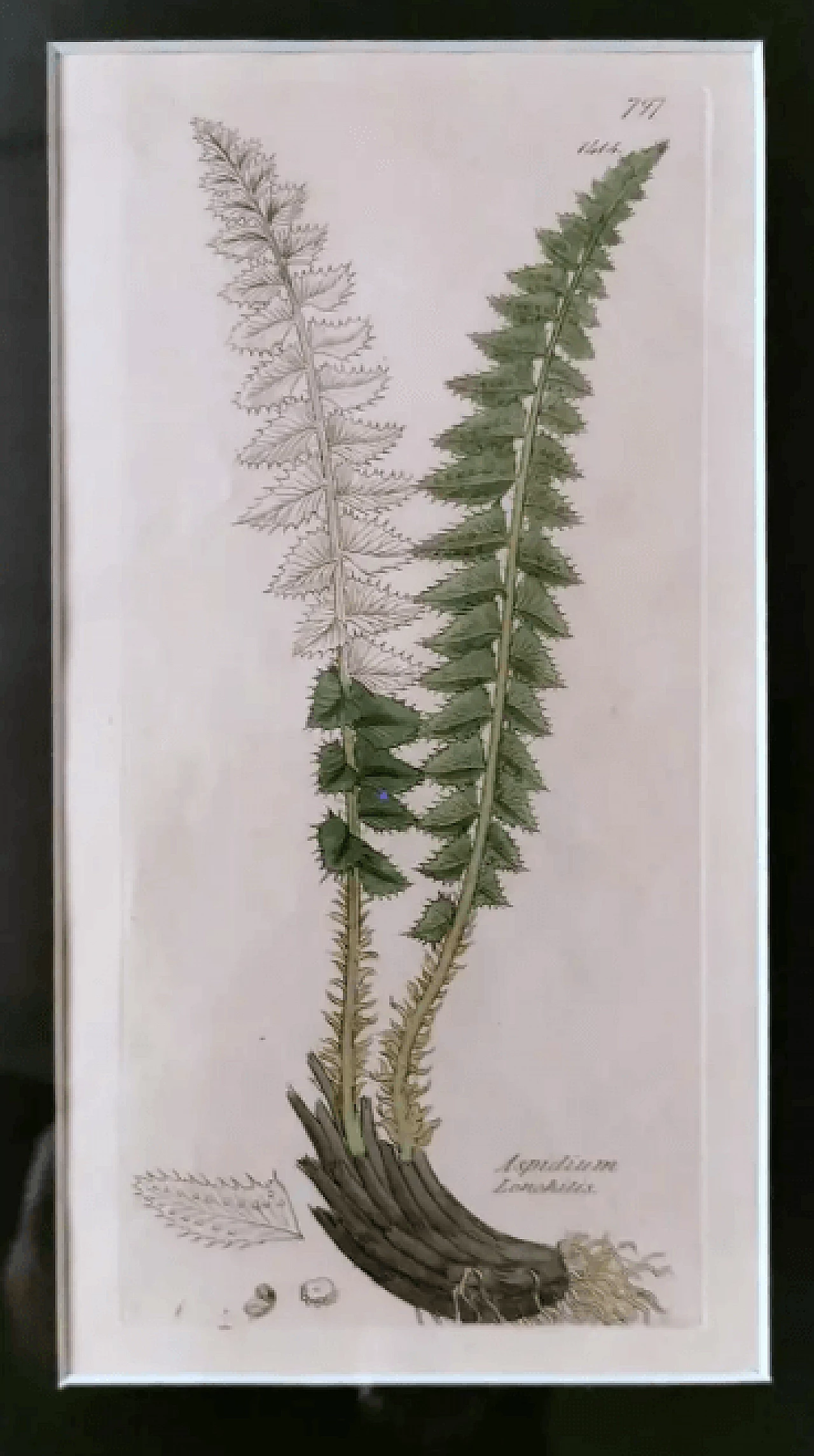 Cornice in finto bambù con sei stampe botaniche inglesi di James Sowerby, '800 5