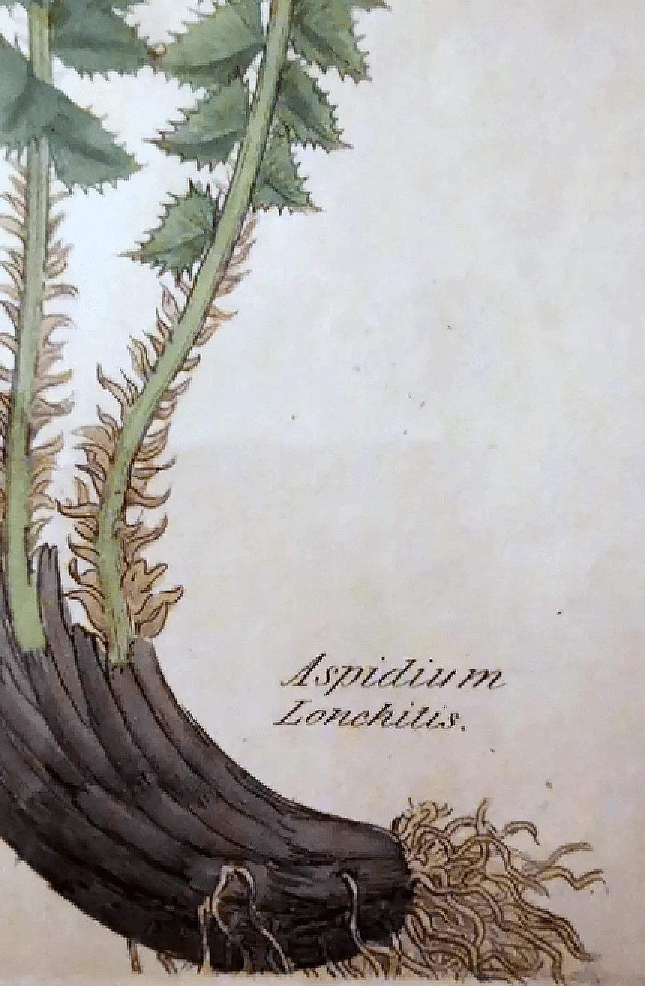 Cornice in finto bambù con sei stampe botaniche inglesi di James Sowerby, '800 6