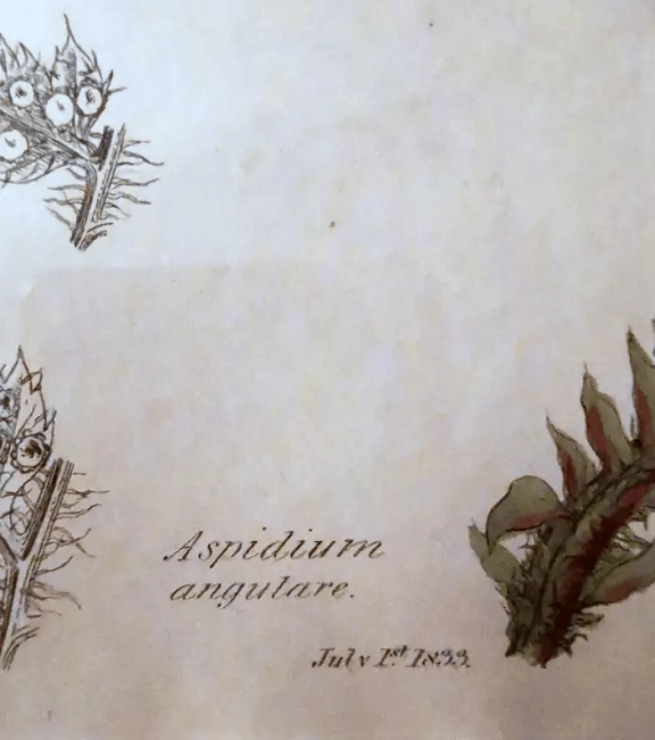 Cornice in finto bambù con sei stampe botaniche inglesi di James Sowerby, '800 8