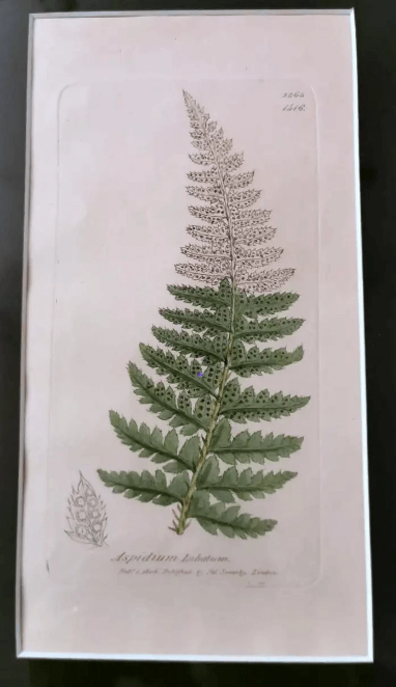 Cornice in finto bambù con sei stampe botaniche inglesi di James Sowerby, '800 9