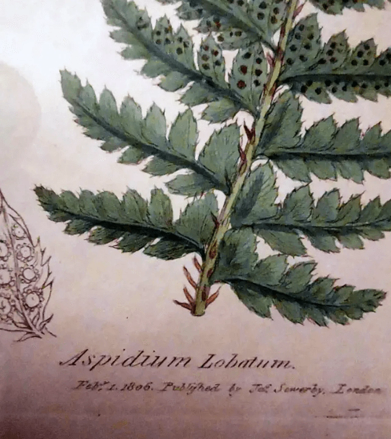 Cornice in finto bambù con sei stampe botaniche inglesi di James Sowerby, '800 10