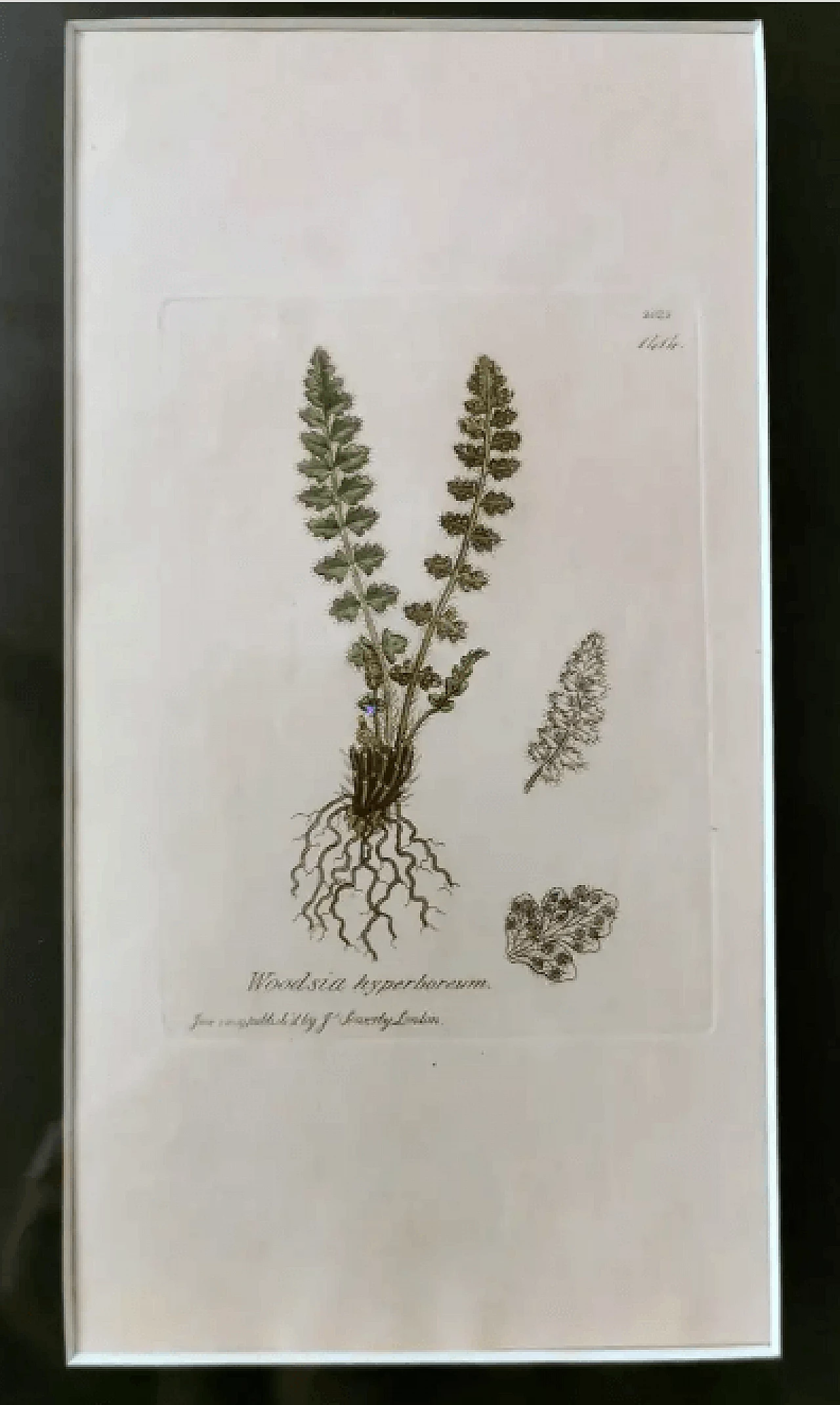 Cornice in finto bambù con sei stampe botaniche inglesi di James Sowerby, '800 11