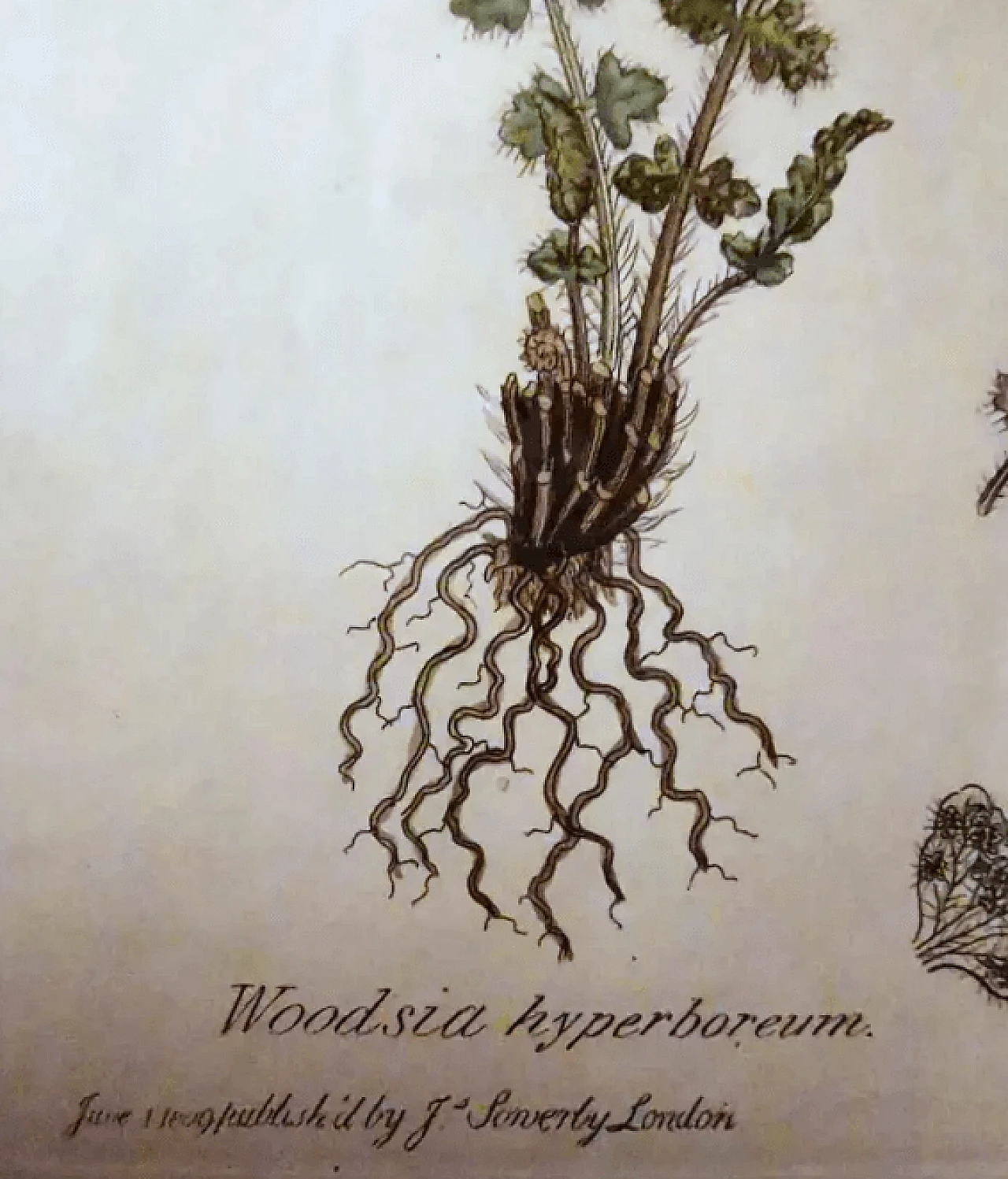 Cornice in finto bambù con sei stampe botaniche inglesi di James Sowerby, '800 12