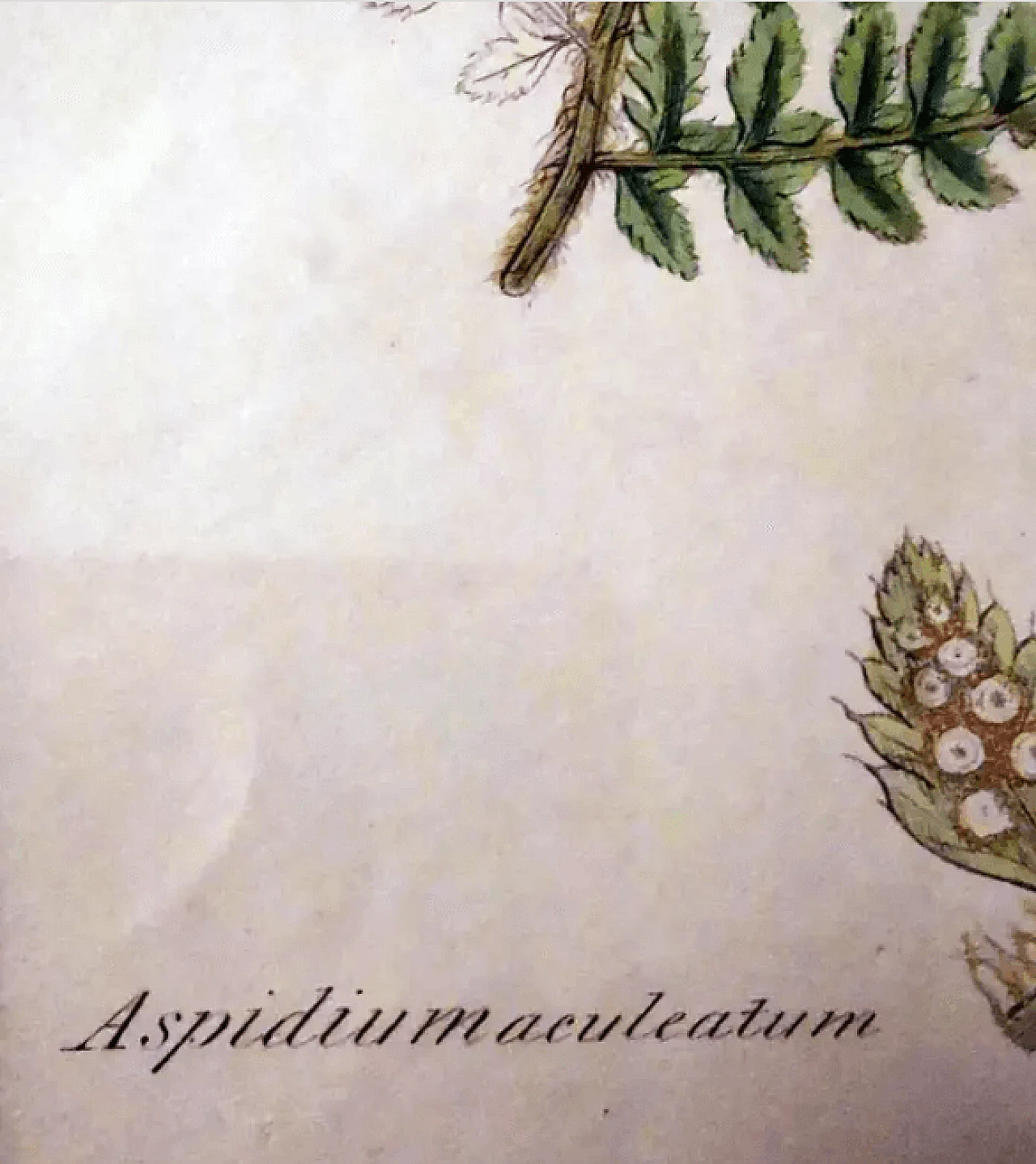 Cornice in finto bambù con sei stampe botaniche inglesi di James Sowerby, '800 14