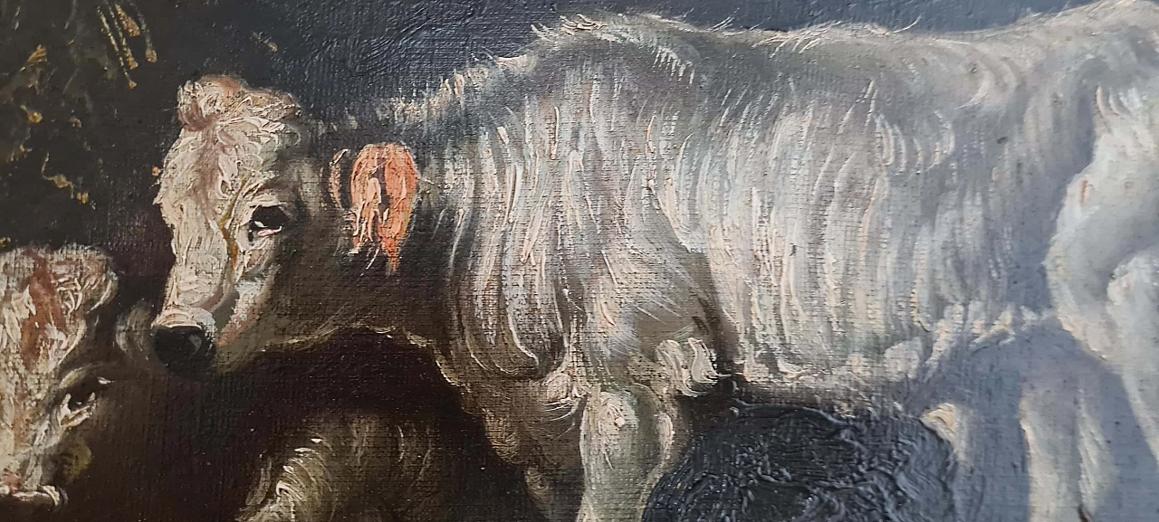 Mucche, dipinto a olio su tela, inizio '900 7