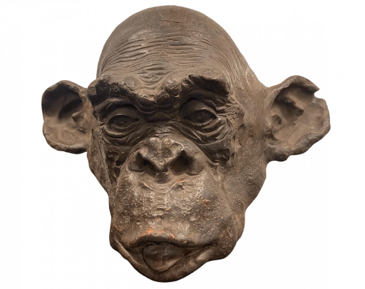 Angelo Zanella, bonobo monkey head, terracotta sculpture, 2019 1