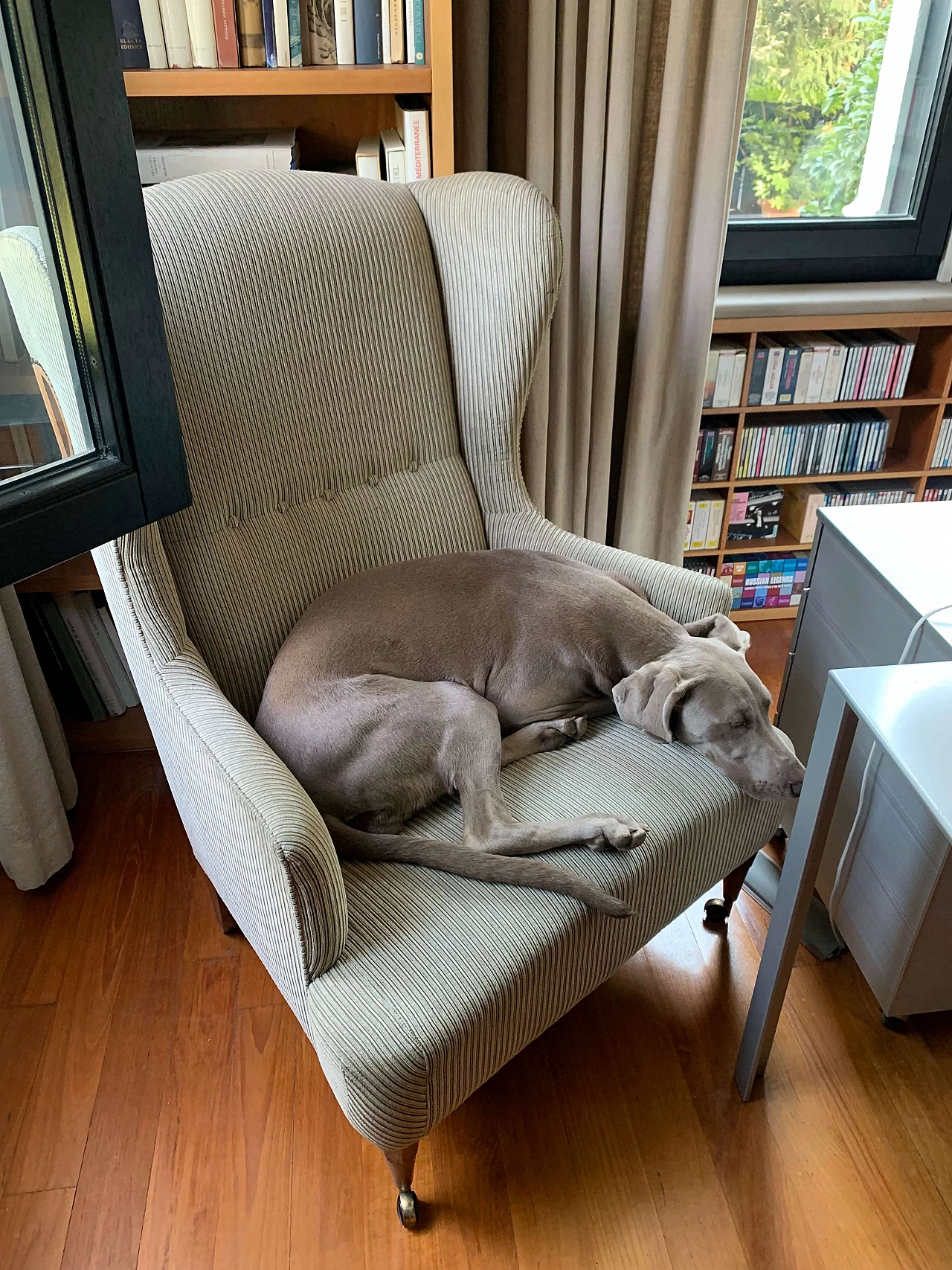 Ambrosianeum armchair by Luigi Caccia Dominioni for Azucena, 1960s 3