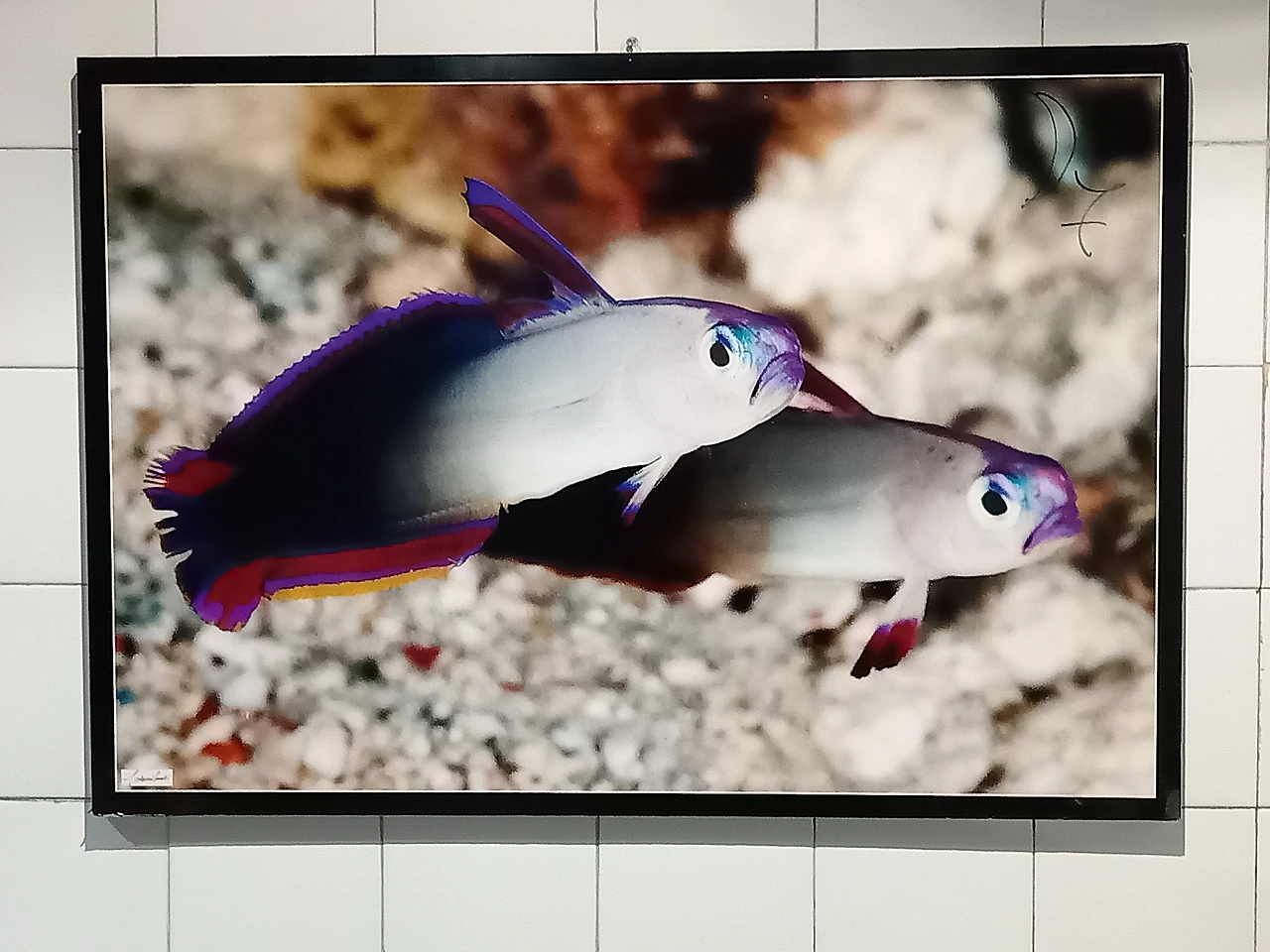 Photographic poster with tropical fish by Giovanni Smorti, 1980s 4