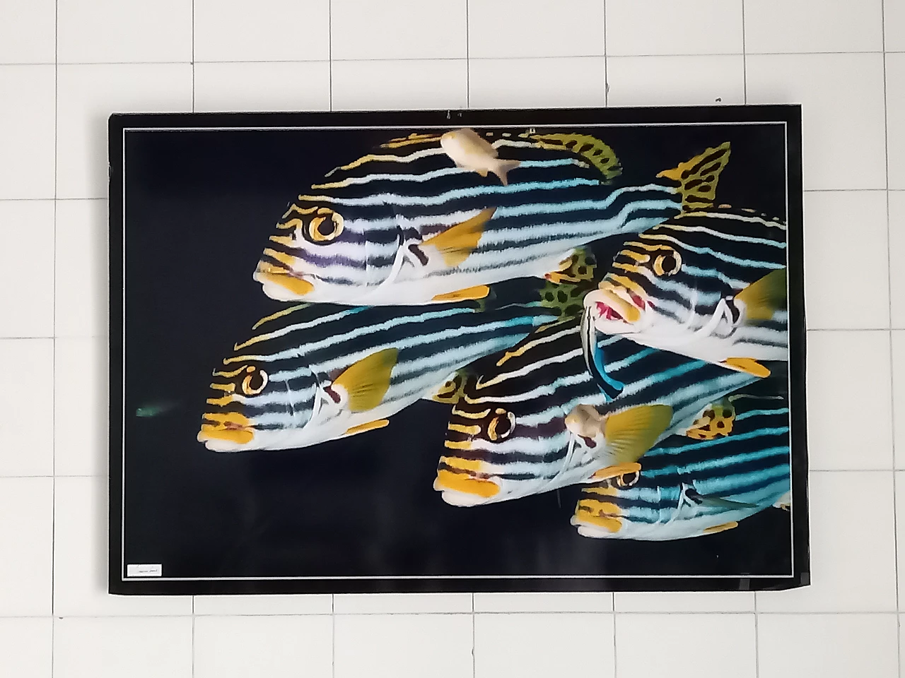 Poster fotografico di pesci tropicali di Giovanni Smorti, anni '80 1