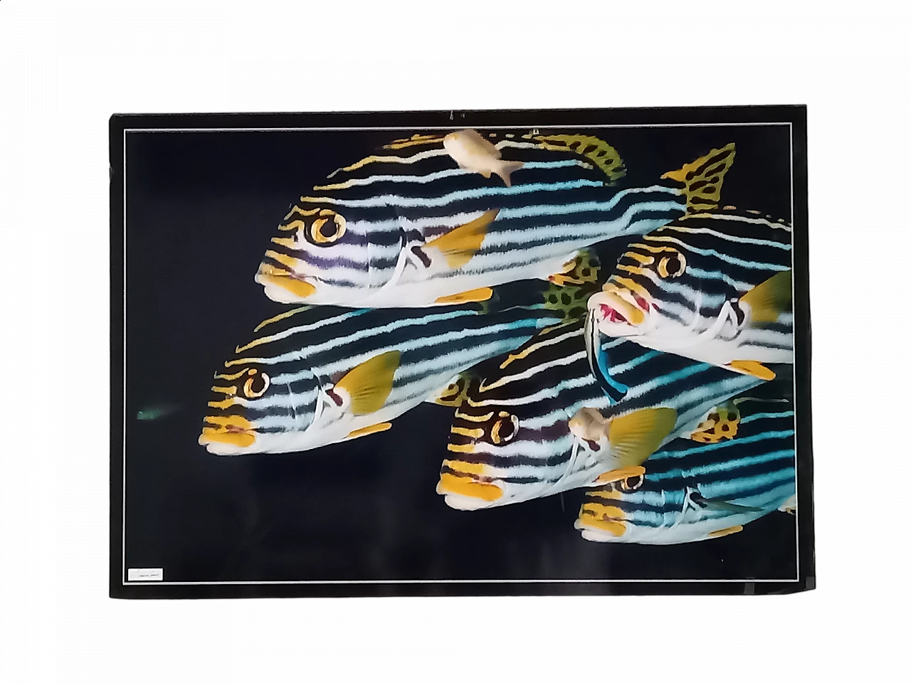 Poster fotografico di pesci tropicali di Giovanni Smorti, anni '80 4