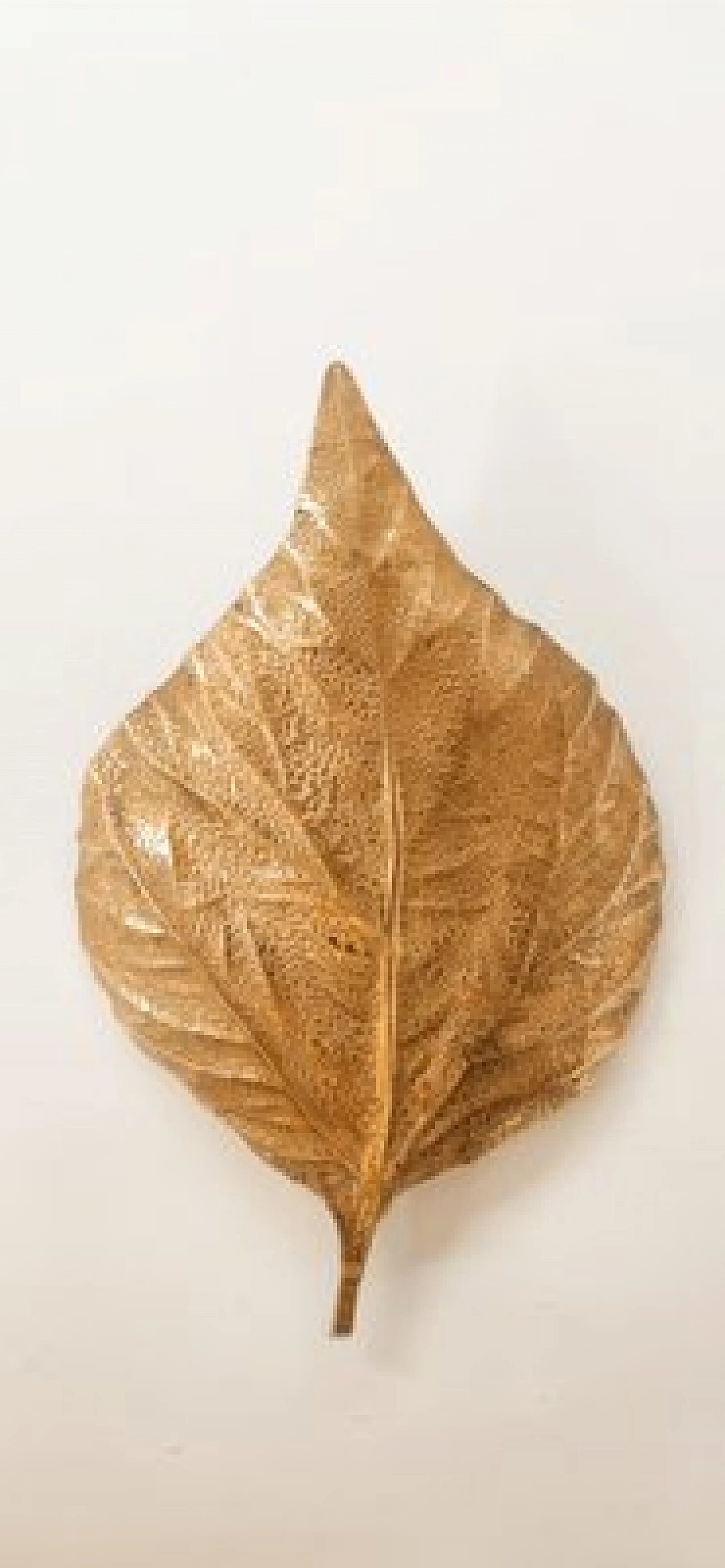 Applique a foglia di rabarbaro in ottone di Tommaso Barbi, anni '70 7