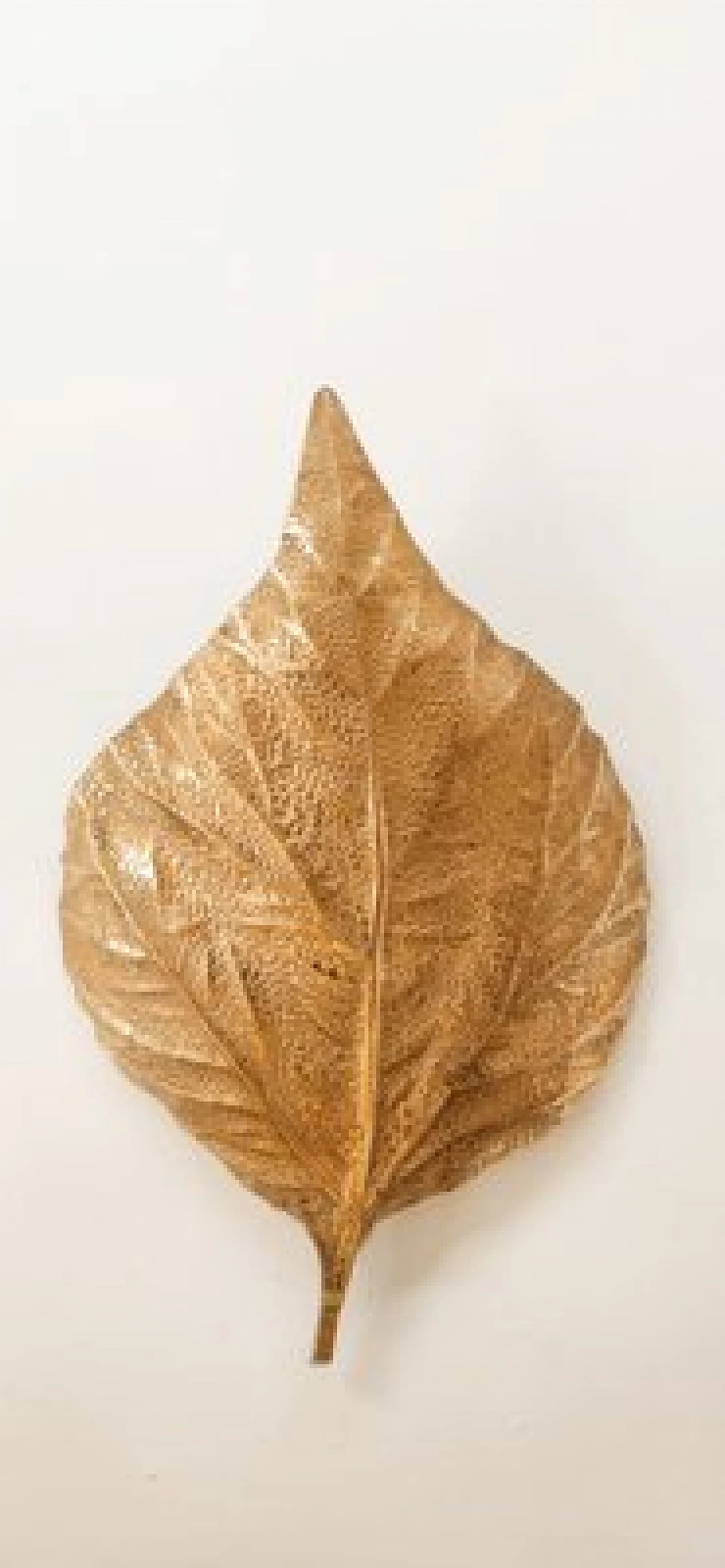 Applique a foglia di rabarbaro in ottone di Tommaso Barbi, anni '70 8