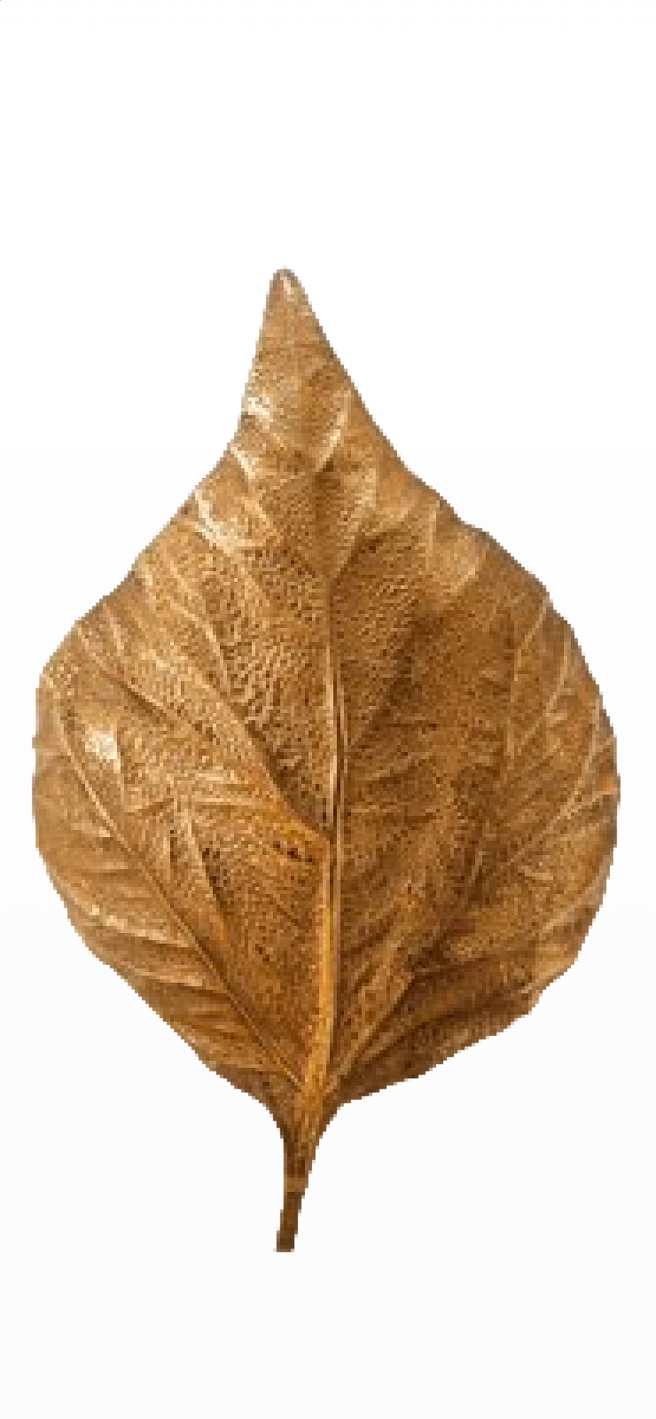 Applique a foglia di rabarbaro in ottone di Tommaso Barbi, anni '70 12