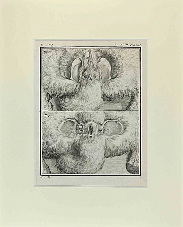 Jacques de Seve, Anatomia della lepre, '700