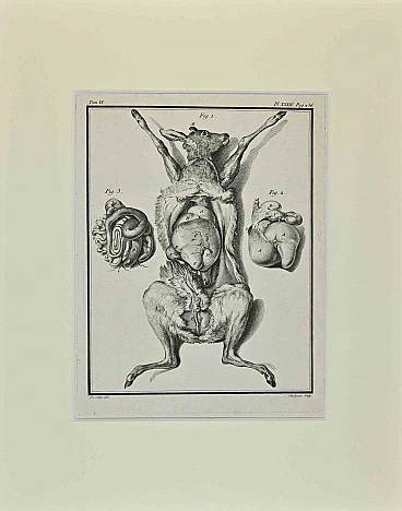 Jacques de Seve, Anatomia del vitello, '700