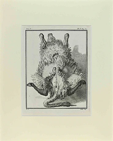 Jacques de Seve, Anatomia delle pecore, '700