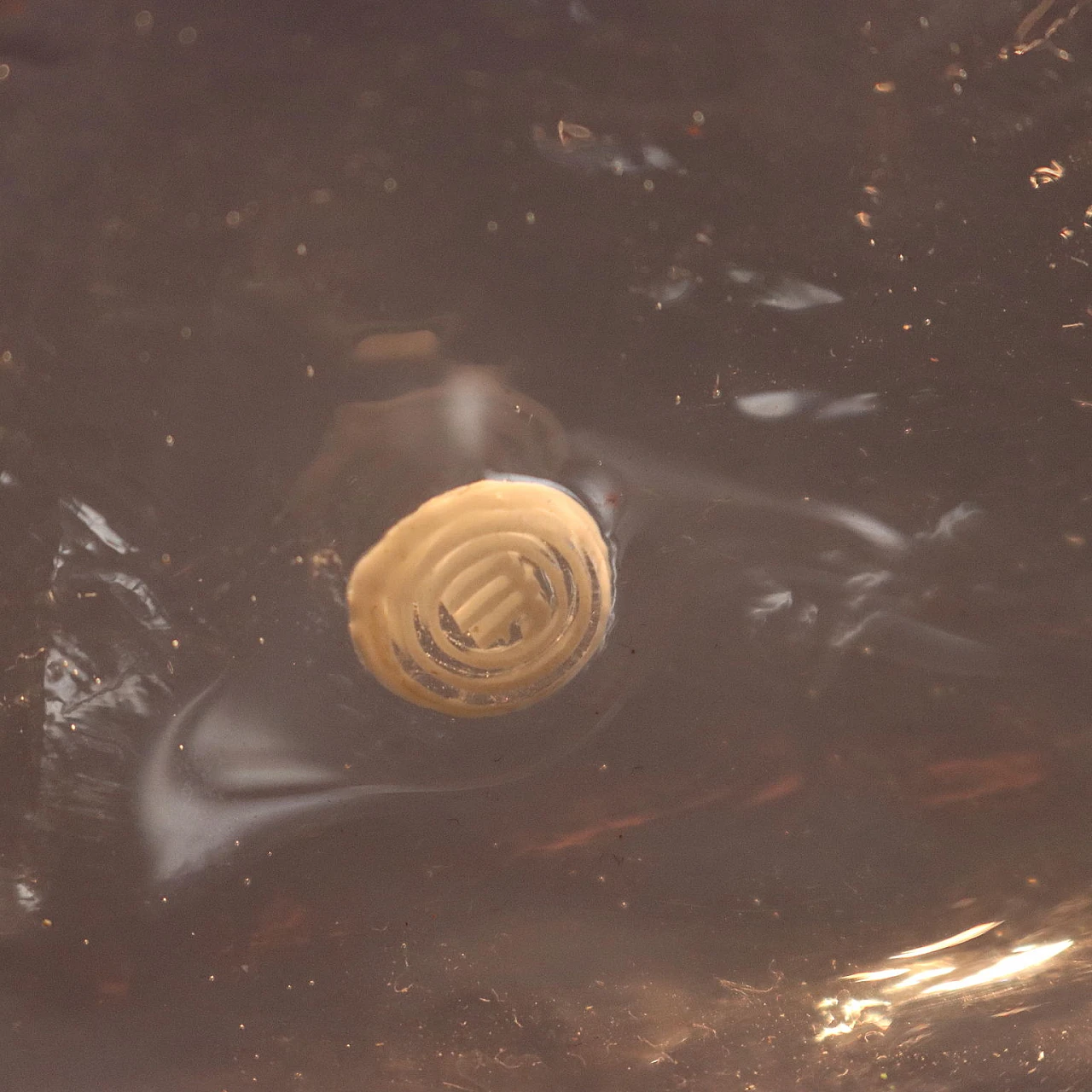 Lampada a sospensione in vetro soffiato di La Murrina, anni '80 6