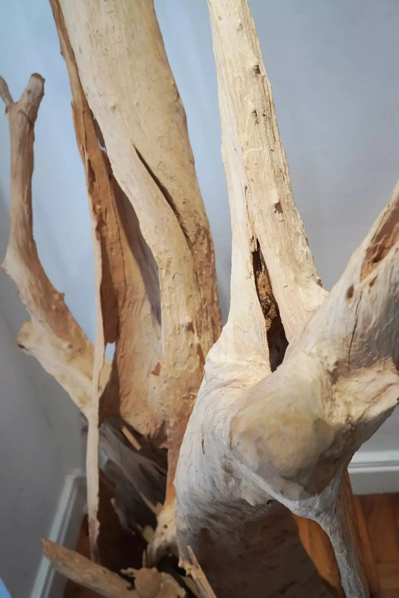 Tronco di ulivo sbiancato e lavorato a scultura, '700 1